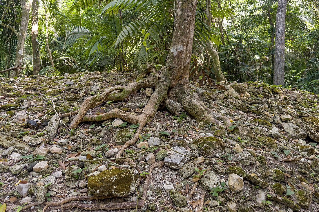 Baumwurzeln, die eine teilweise ausgegrabene Ruine in den Maya-Ruinen im archäologischen Reservat von Cahal Pech, Belize, umgraben.