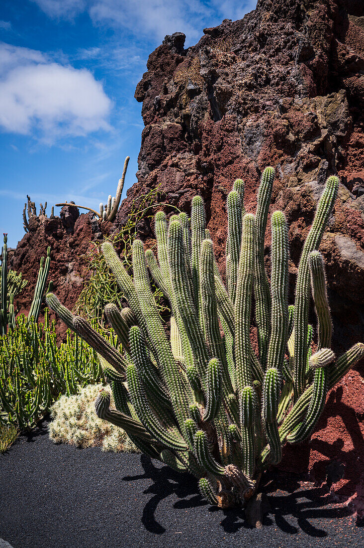 The Jardin de Cactus (Cactus garden) is a wonderful example of architectural intervention integrated into the landscape, designed by Cesar Manrique in Lanzarote, Canary Islands, Spain\n