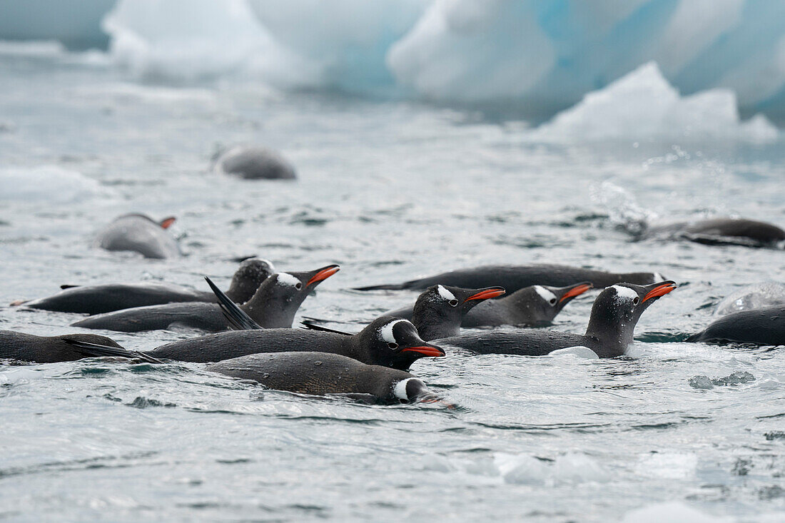 Gentoo penguins (Pygoscelis papua), Petermann Island, Antarctica.\n