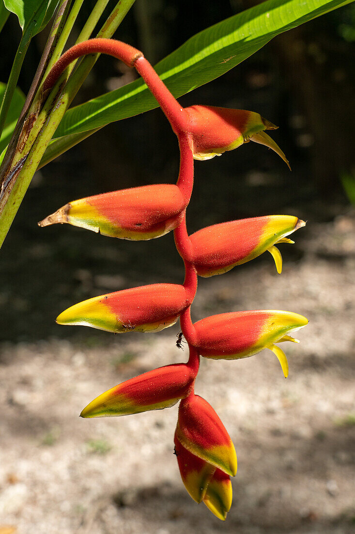 Large ants on a lobster claw heliconia in the Cahal Pech Archeological Reserve in San Ignacio, Belize.\n