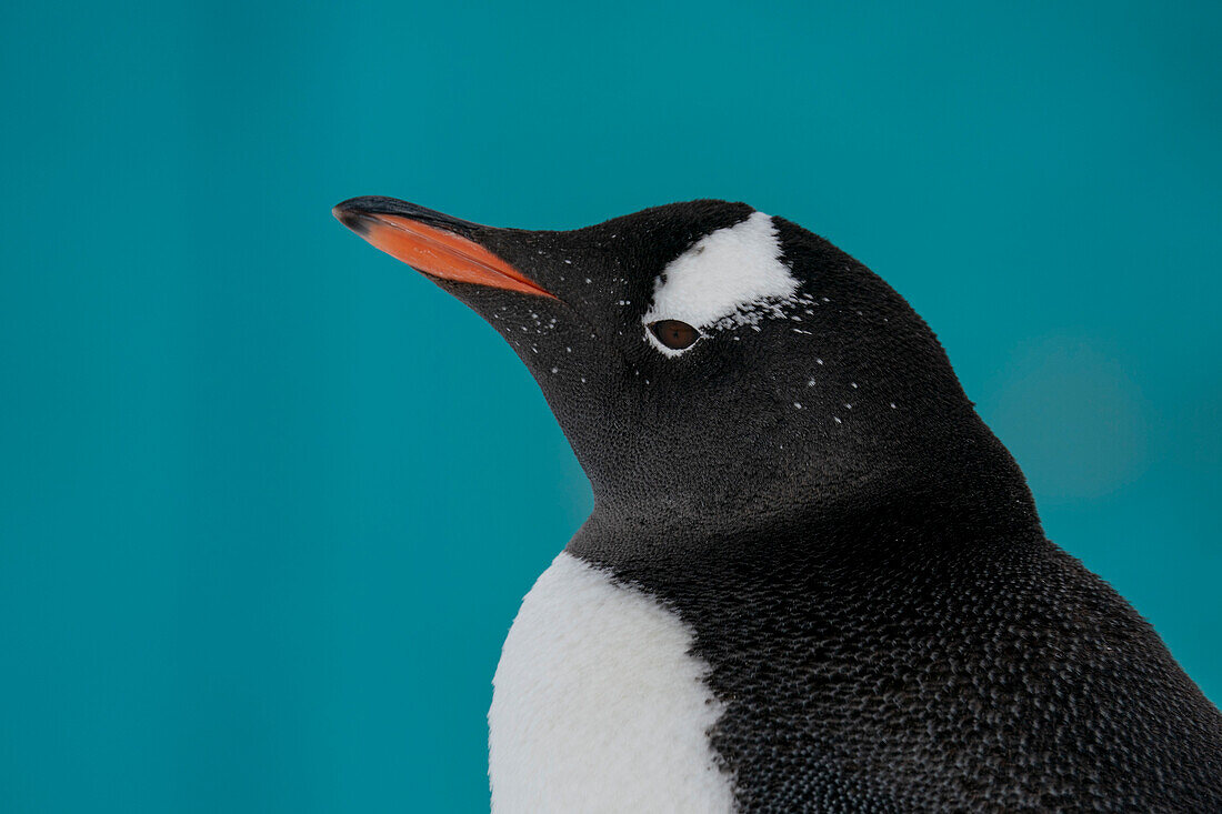 Gentoo penguin (Pygoscelis papua), Damoy Point, Wiencke Island, Antarctica.\n