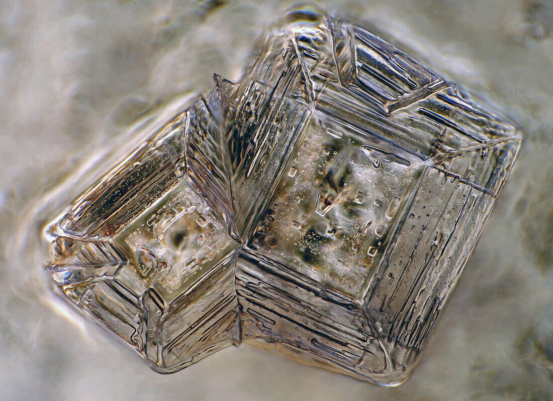 Das Bild zeigt zwei Kristalle von rekristallisiertem Salz, fotografiert durch das Mikroskop in polarisiertem Licht bei einer Vergrößerung von 100X
