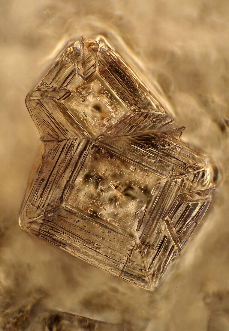 The image presents crystals of recrystallized kitchen salt, photographed through the microscope in polarized light at a magnification of 100X\n