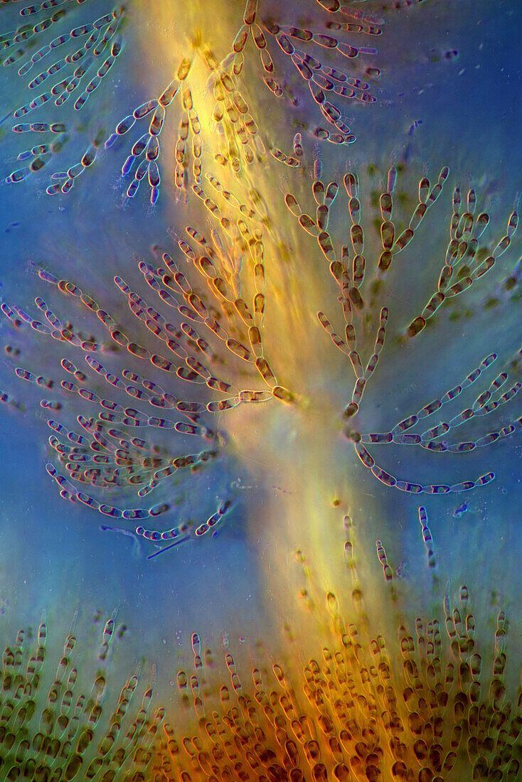 The image presents Batrachospermum sp., a kind of red algae, photographed through the microscope in polarized light at a magnification of 200X\n