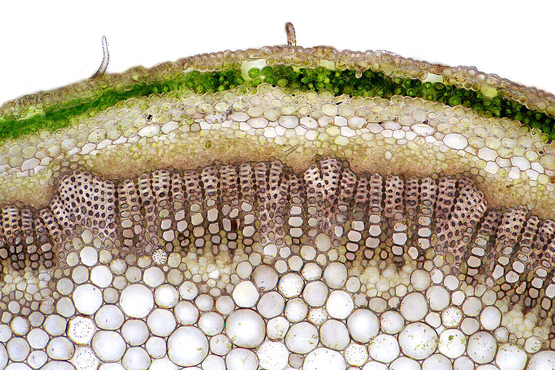 Das Bild zeigt Gewebe von Knautia arvensis im Querschnitt des Stängels, fotografiert durch das Mikroskop im Hellfeld, bei einer Vergrößerung von 100X