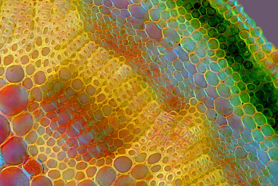 Das Bild zeigt Knautia arvensis-Gewebe im Querschnitt des Stängels, fotografiert durch das Mikroskop im Hellfeld bei einer Vergrößerung von 100X