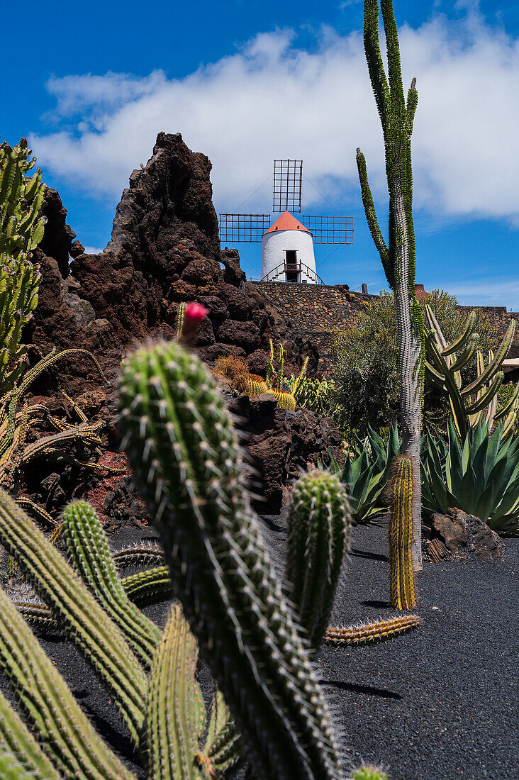 Der Jardin de Cactus (Kaktusgarten) ist ein wunderbares Beispiel für einen in die Landschaft integrierten architektonischen Eingriff, entworfen von Cesar Manrique auf Lanzarote, Kanarische Inseln, Spanien