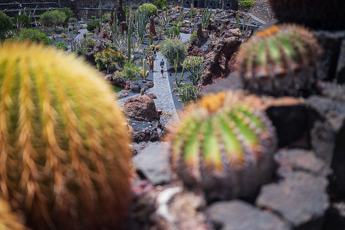 Der Jardin de Cactus (Kaktusgarten) ist ein wunderbares Beispiel für einen in die Landschaft integrierten architektonischen Eingriff, entworfen von Cesar Manrique auf Lanzarote, Kanarische Inseln, Spanien