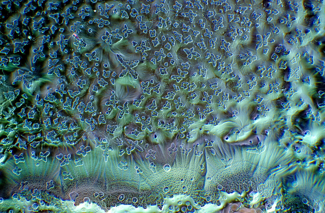 Das Bild zeigt kristallisierte Sojasauce, fotografiert durch das Mikroskop in polarisiertem Licht bei einer Vergrösserung von 100X