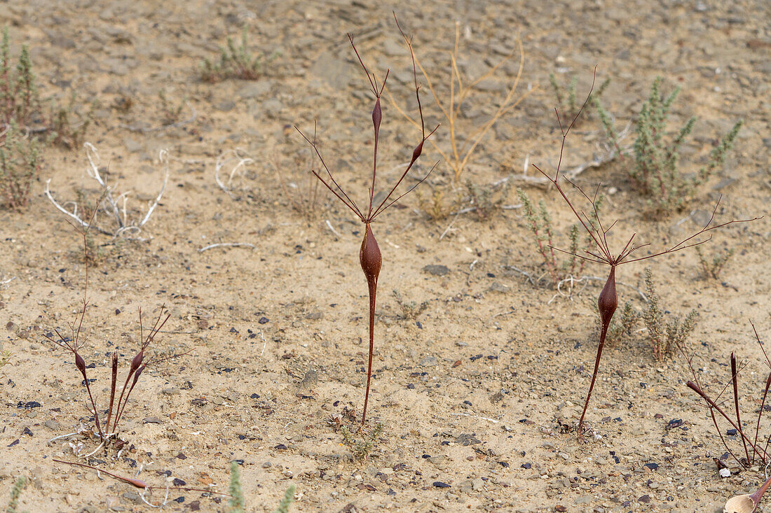 Abgestorbene und trockene Wüstentrompetenpflanzen, Eriogonum inflatum, in der Caineville-Wüste bei Hanksville, Utah.