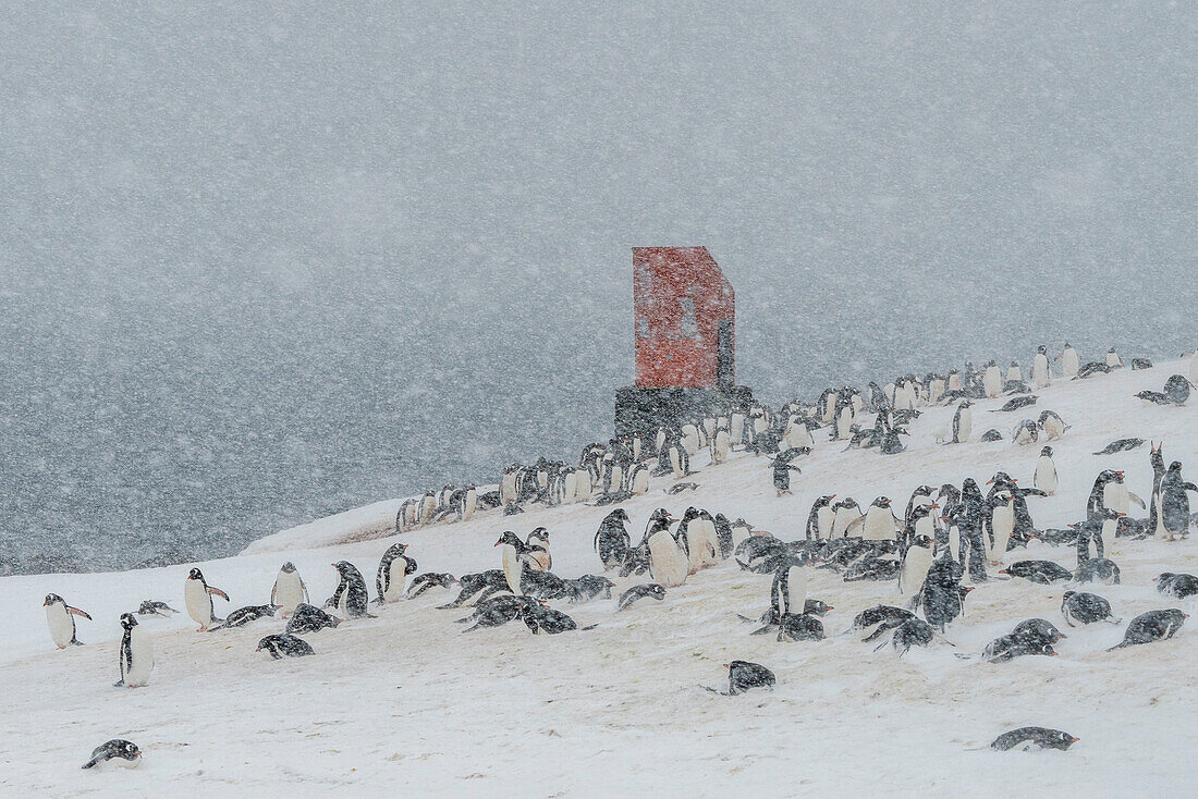 Gentoo penguins colony (Pygoscelis papua), Mikkelsen, Trinity Island, Antarctica.\n