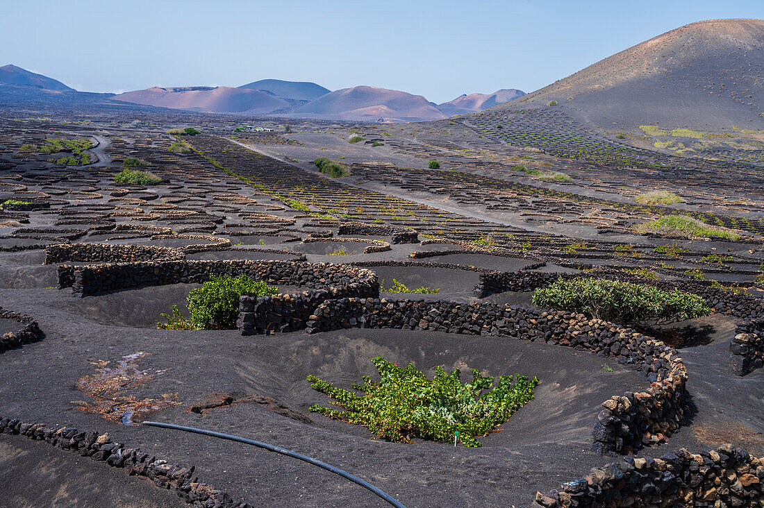 La Geria, Lanzarote's main wine region, Canary Islands, Spain\n