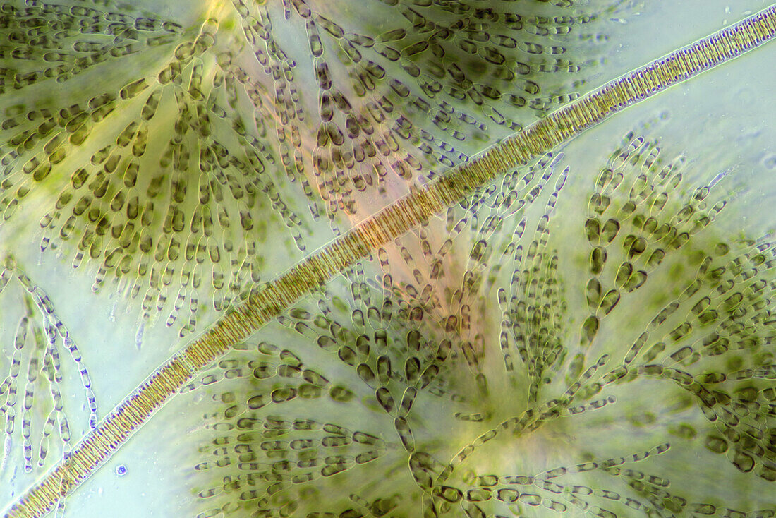 Das Bild zeigt Batrachospermum sp., eine Rotalgenart und Fragilaria sp., eine Kieselalgenart, fotografiert durch das Mikroskop im polarisierten Licht bei einer Vergrößerung von 200X