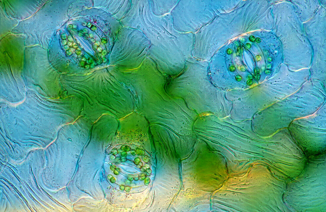 The image presents stomata in Spathiphyllum leaf epidermis, photographed through the microscope in polarized light at a magnification of 400X\n