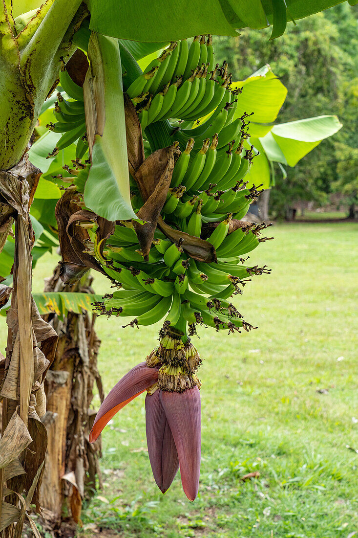 An einem Baum wachsende Bananen im archäologischen Reservat Caracol in Belize.