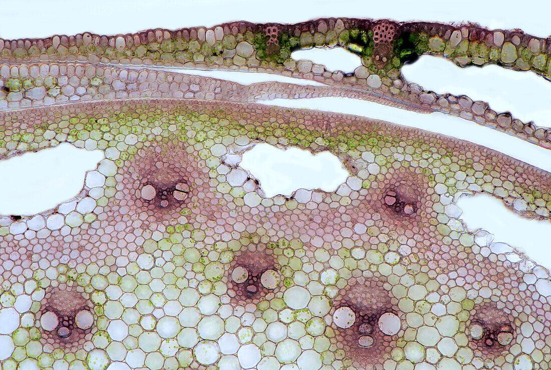 Das Bild zeigt einen Schilfhalm im Querschnitt, aufgenommen durch das Mikroskop im Hellfeld bei einer 100fachen Vergrößerung