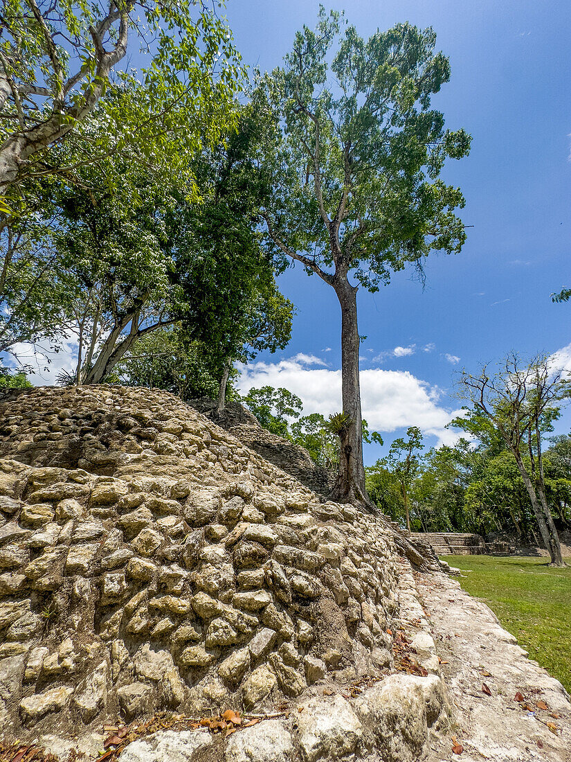 Large tree growing on Structure B2 with Structure B4 behind in Mayan ruins in the Cahal Pech Archeological Reserve, Belize.\n