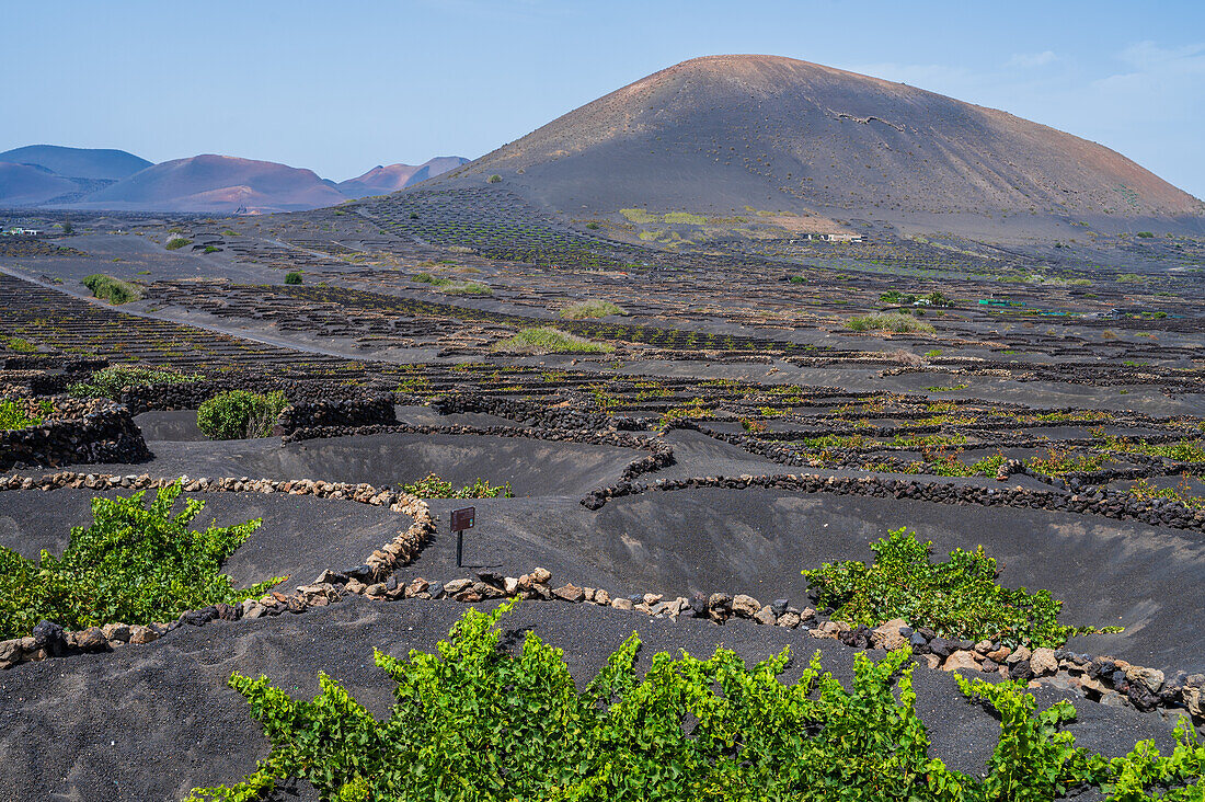 La Geria, Lanzarote's main wine region, Canary Islands, Spain\n