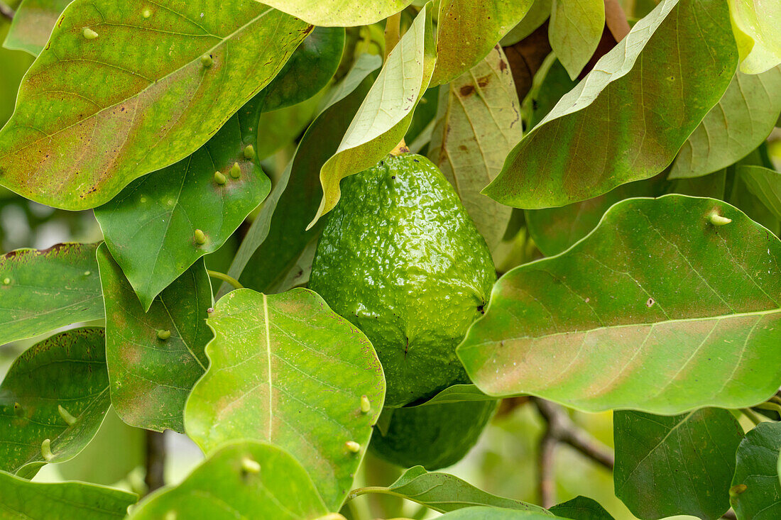 Frucht an einem Avocadobaum, Persea americana, im archäologischen Reservat Caracol im Hochland von Belize.