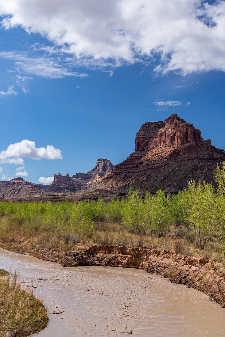 The muddy San Rafael River in the Mexican Mountain Wilderness Study Area on the San Rafael Swell in Utah. Assembly Hall Peak at right with Window Blind Peak behind. Cottonwood trees grow along the river.\n