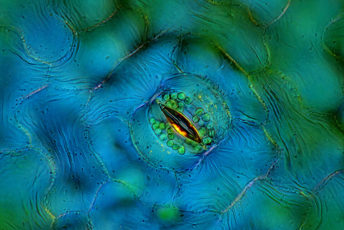 Das Bild zeigt ein einzelnes Stoma in der Blattepidermis von Spathiphyllum sp., fotografiert durch das Mikroskop in polarisiertem Licht bei einer Vergrößerung von 200X