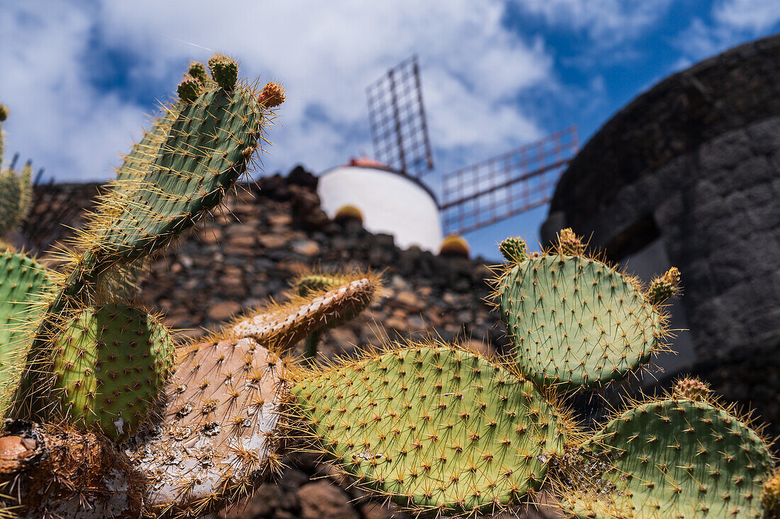 The Jardin de Cactus (Cactus garden) is a wonderful example of architectural intervention integrated into the landscape, designed by Cesar Manrique in Lanzarote, Canary Islands, Spain\n