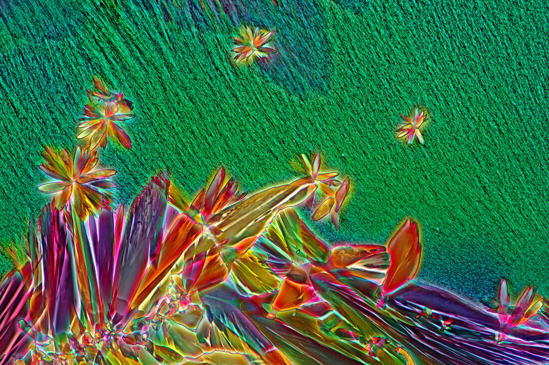 Das Bild zeigt ein kristallisiertes Gemisch von Myoinositol und Weinsäure, fotografiert durch das Mikroskop in polarisiertem Licht bei einer Vergrößerung von 100X