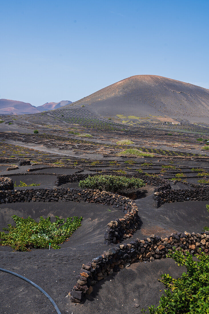 La Geria, Lanzarote's main wine region, Canary Islands, Spain\n