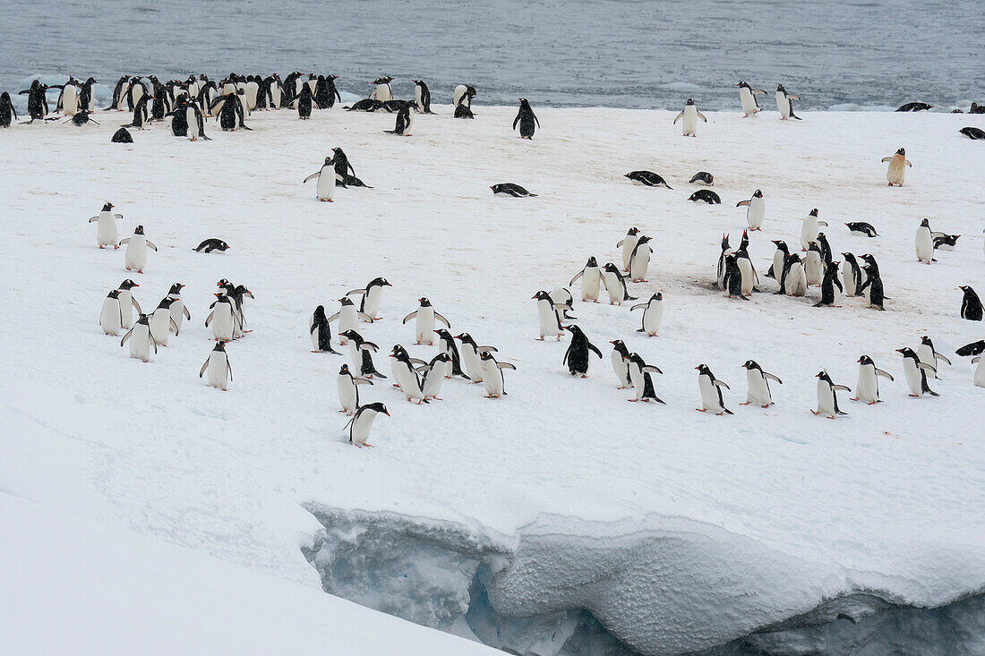 Gentoo penguin colony (Pygoscelis papua), Damoy Point, Wiencke Island, Antarctica.\n