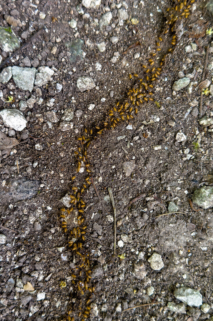 Nozzle-headed or Conehead Termites, Genus Nasutitermes, on the rainforest floor in the Cahal Pech ruins, San Ignacio, Belize.\n