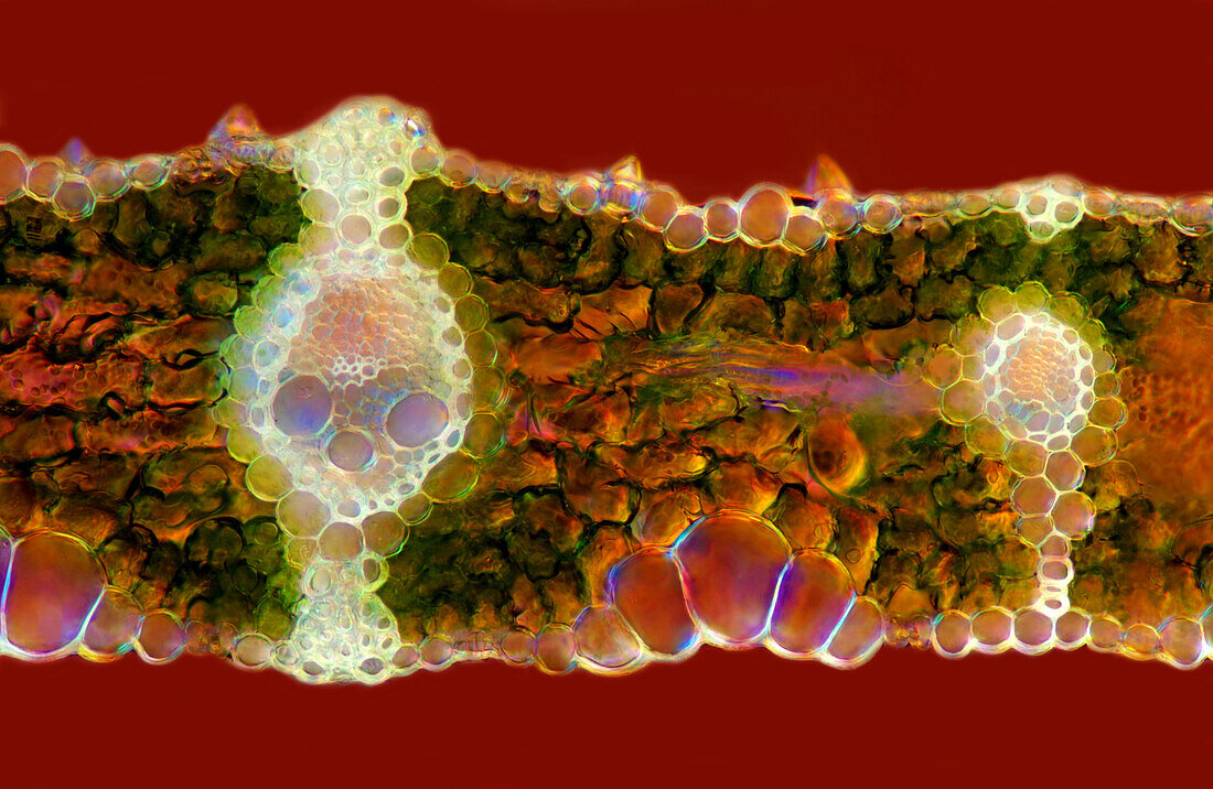 The image presents read leaf in transversal cross-section, photographed through the microscope in polarized light at a magnification of 100X\n
