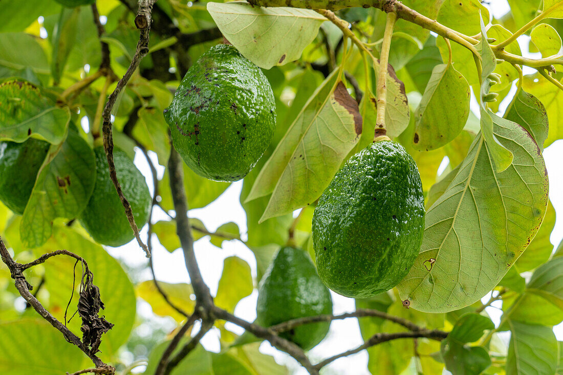 Fruit growing an Avocado tree, Persea americana, in the Caracol Archeological Reserve in the highlands of Belize.\n