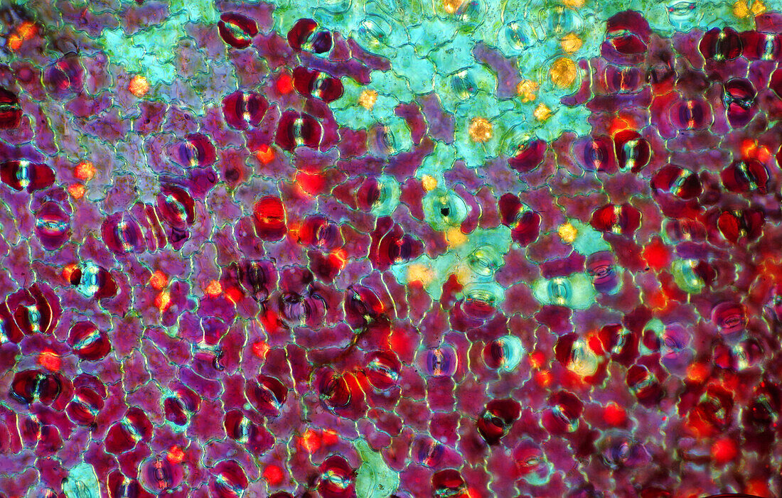 Das Bild zeigt Spaltöffnungen in der Blattepidermis von Croton, fotografiert durch das Mikroskop in polarisiertem Licht bei einer Vergrößerung von 100X