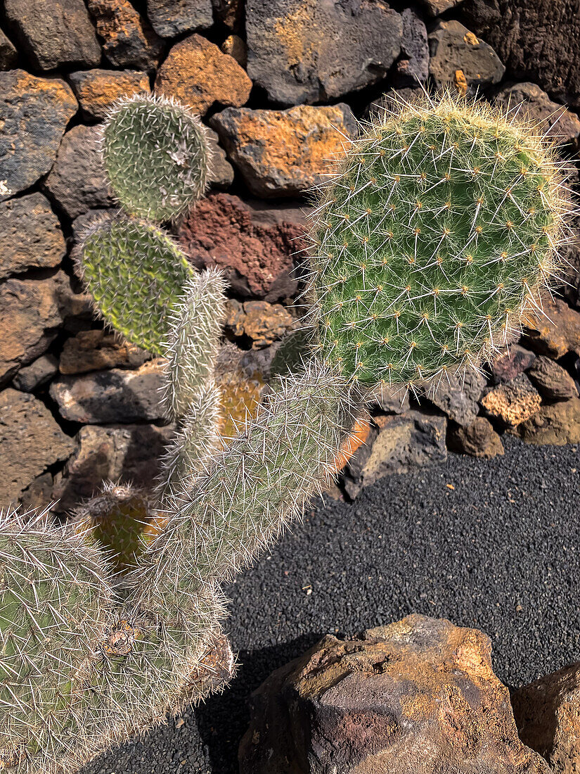 The Jardin de Cactus (Cactus garden) is a wonderful example of architectural intervention integrated into the landscape, designed by Cesar Manrique in Lanzarote, Canary Islands, Spain\n