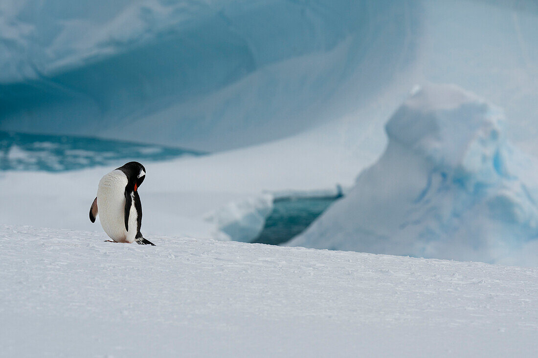 Gentoo penguin (Pygoscelis papua), Petermann Island, Antarctica.\n