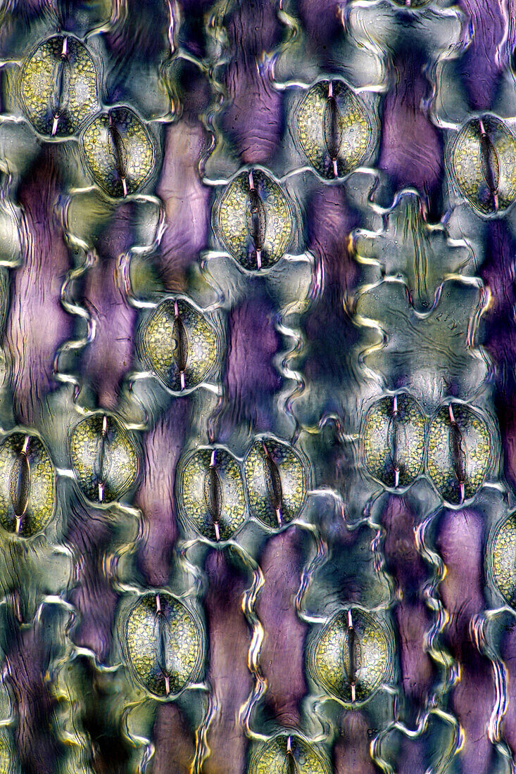 Das Bild zeigt Spaltöffnungen in der Epidermis von Lilienblättern, aufgenommen durch das Mikroskop in polarisiertem Licht bei einer Vergrößerung von 200X