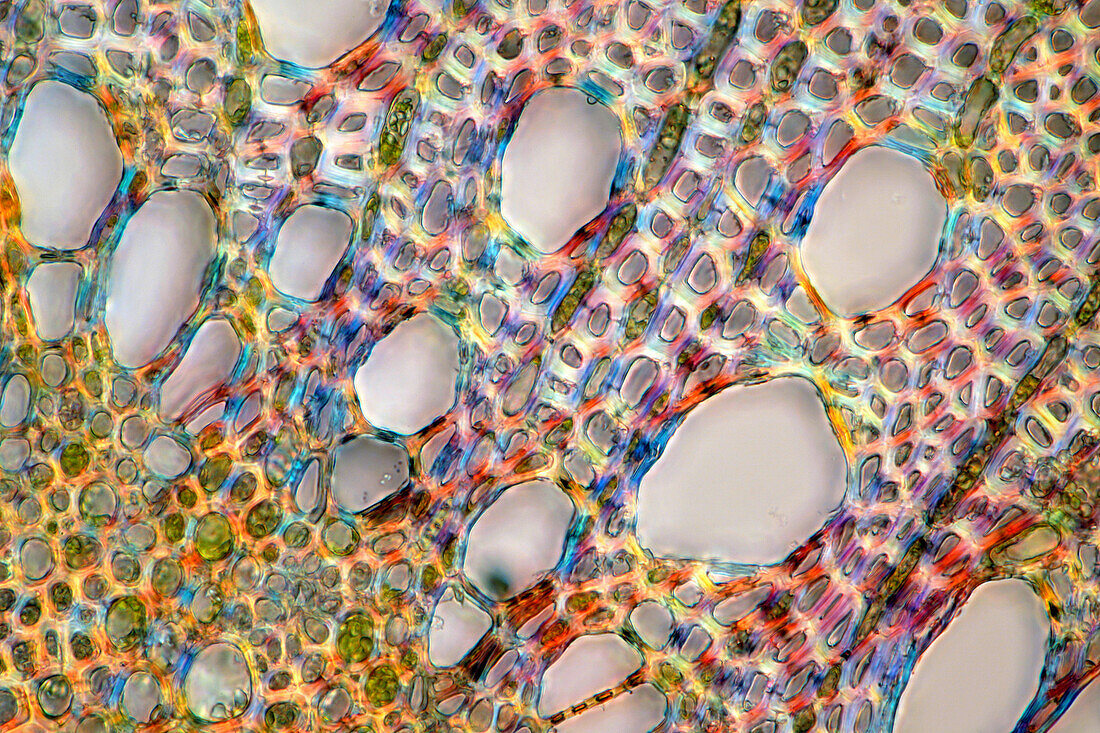 Das Bild zeigt das Xylemgewebe der Eiche im Querschnitt durch den Stiel, fotografiert durch das Mikroskop in polarisiertem Licht bei einer Vergrößerung von 400X