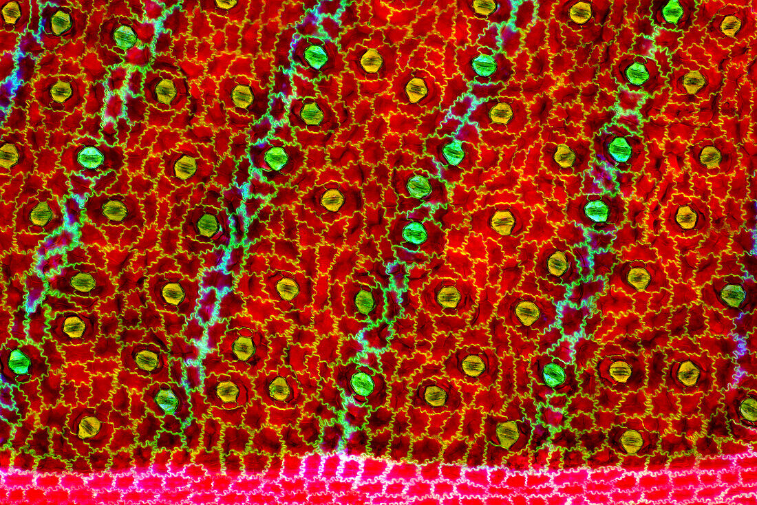 The image presents stomata in Stromanthe sp. leaf epidermis, photographed through the microscope in polarized light at a magnification of 100X\n