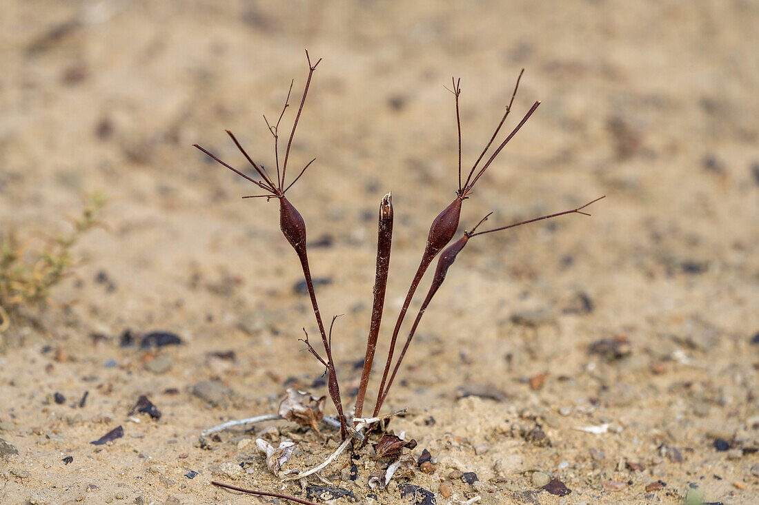 Abgestorbene und trockene Wüstentrompetenpflanzen, Eriogonum inflatum, in der Caineville-Wüste bei Hanksville, Utah.