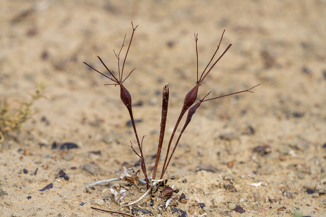 Dead & dry Desert Trumpet plants, Eriogonum inflatum, in the Caineville Desert near Hanksville, Utah.\n