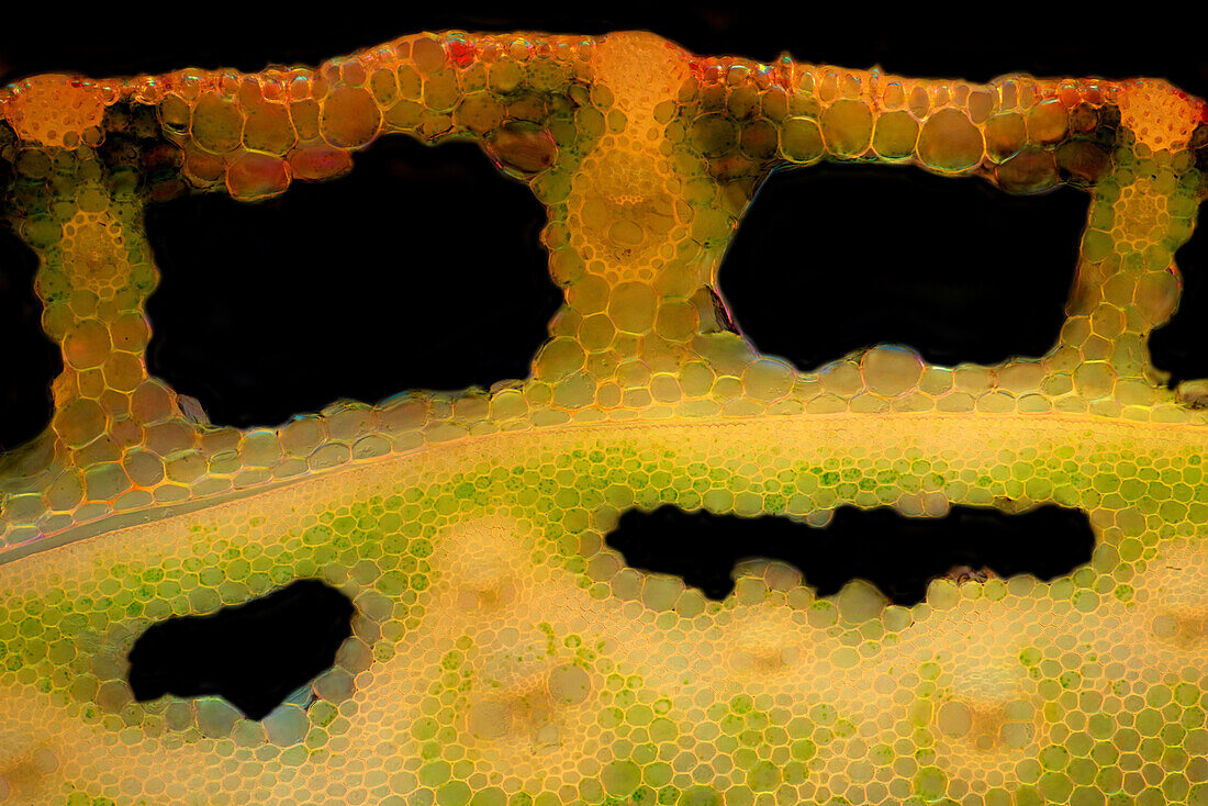 Das Bild zeigt Schilfhalme im Querschnitt, fotografiert durch das Mikroskop in polarisiertem Licht und Dunkelfeld, bei einer Vergrößerung von 100X