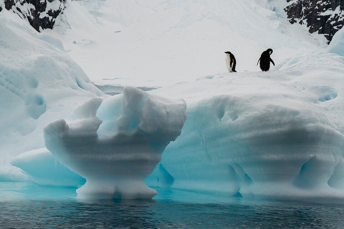 Adelie penguin (Pygoscelis adeliae) pair on iceberg, Paradise Bay, Antarctica.\n