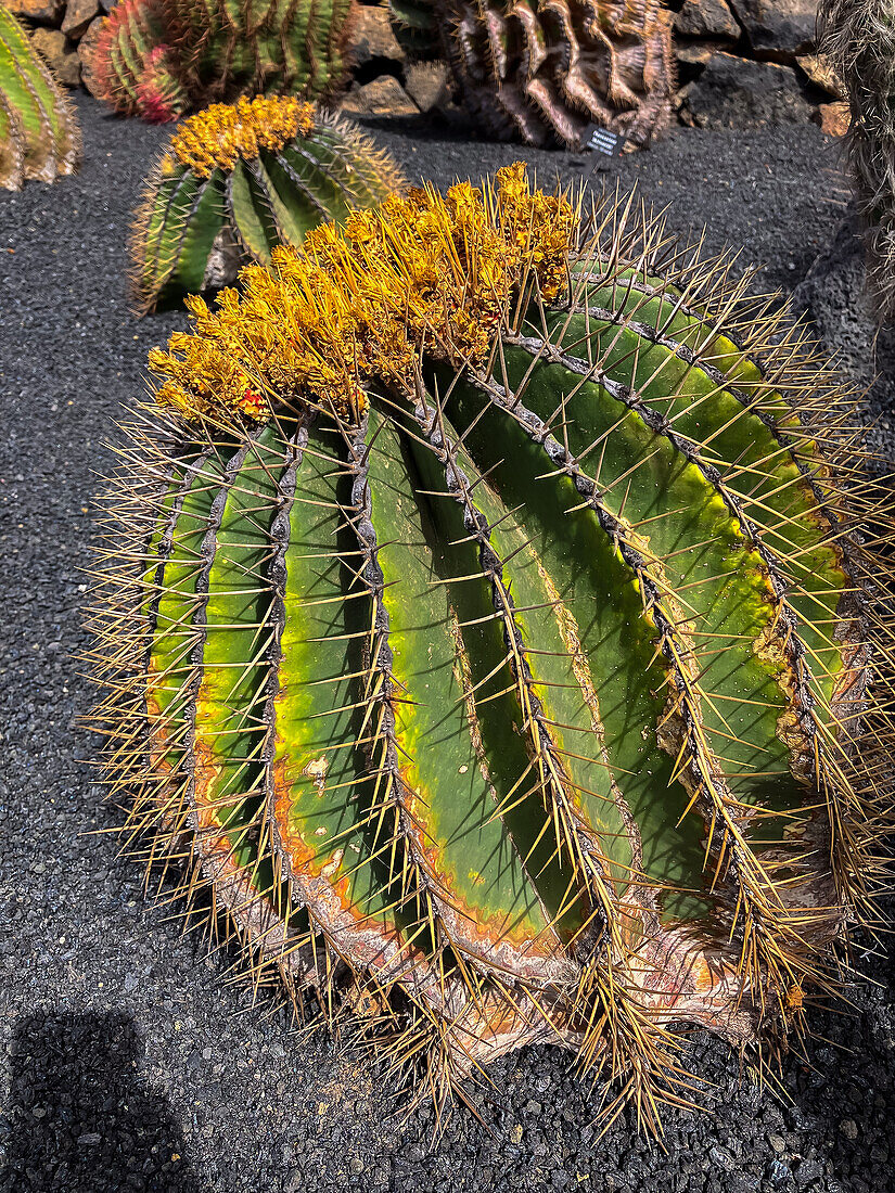 The Jardin de Cactus (Cactus garden) is a wonderful example of architectural intervention integrated into the landscape, designed by Cesar Manrique in Lanzarote, Canary Islands, Spain\n