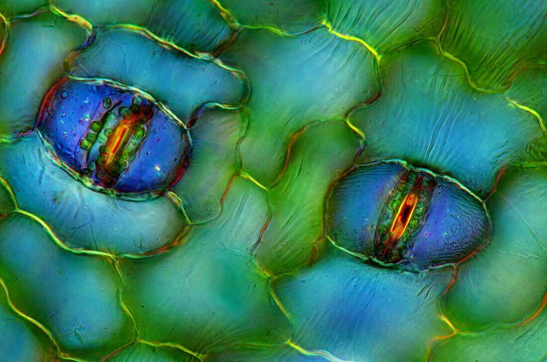 Das Bild zeigt Spaltöffnungen in der Blattepidermis von Spathiphyllum, fotografiert durch das Mikroskop in polarisiertem Licht bei einer Vergrößerung von 400X
