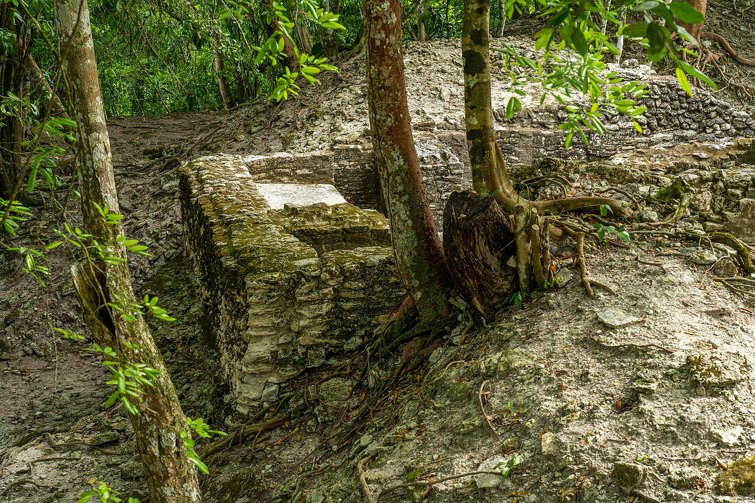 Bäume, die auf einer Ruine im Wohnkomplex in den Maya-Ruinen im archäologischen Reservat Cahal Pech, Belize, wachsen.