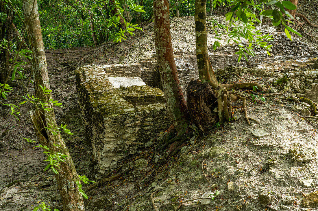 Trees growing on a ruin in the residential complex in the Mayan ruins in the Cahal Pech Archeological Reserve, Belize.\n