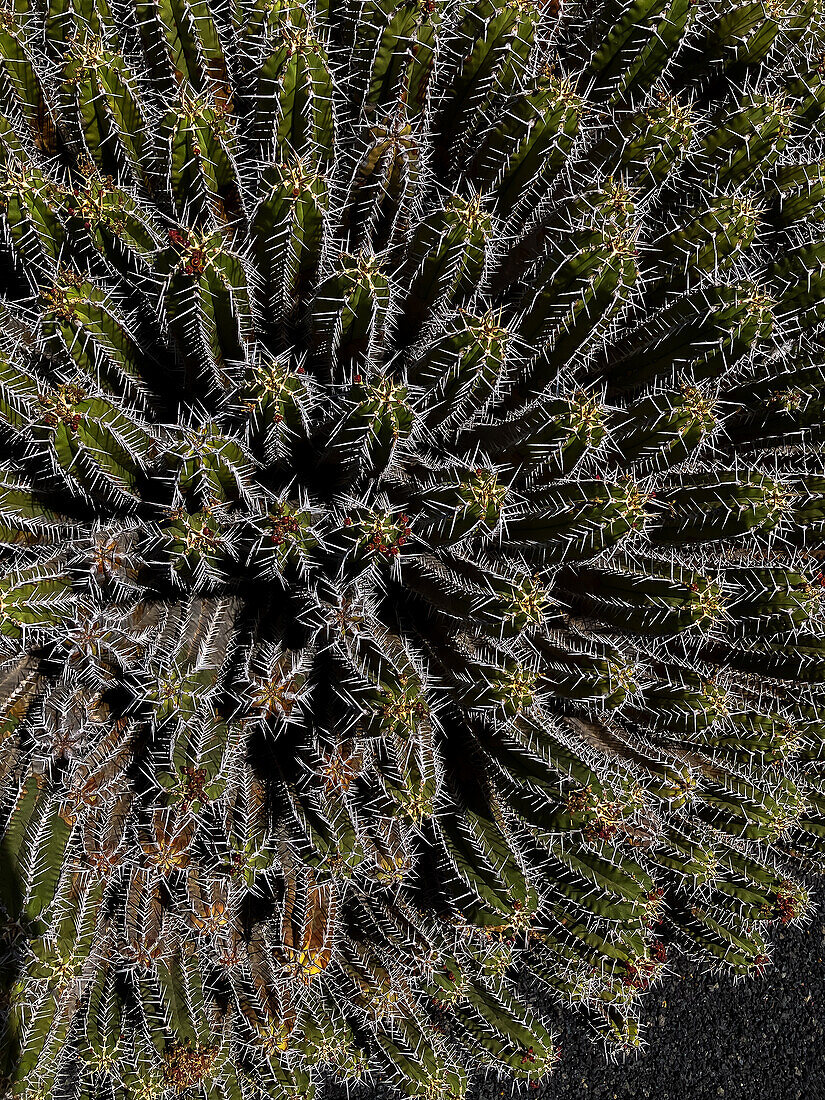 Euphorbia offinarum ssp. echinus.