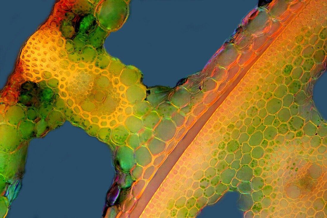 Das Bild zeigt einen Schilfhalm im Querschnitt, aufgenommen durch das Mikroskop in polarisiertem Licht bei einer Vergrößerung von 200X