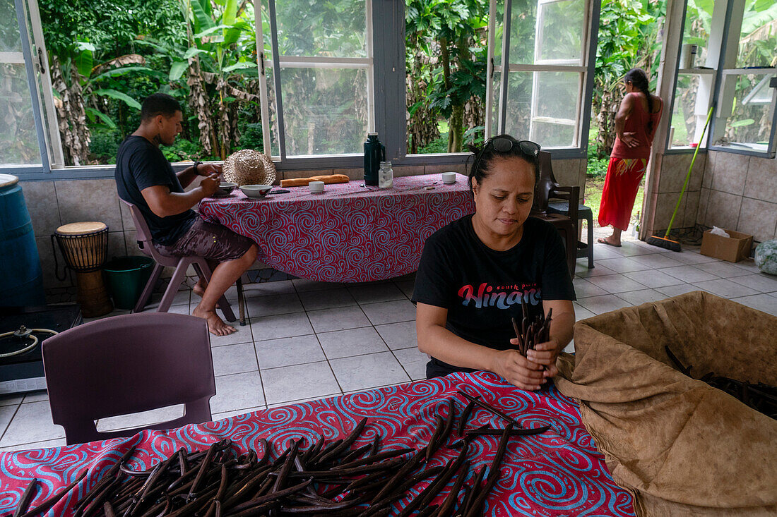 Vanilla beans, Taha'a, Society Islands, French Polynesia.\n