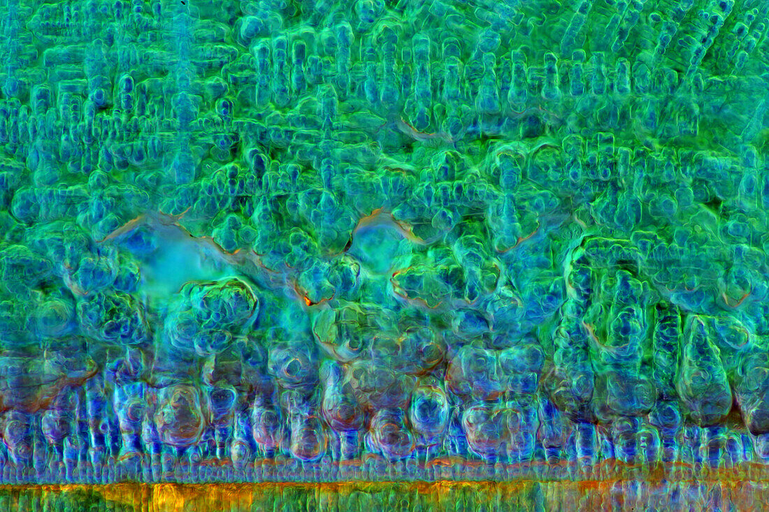 Das Bild zeigt kristallisierte Sojasauce, fotografiert durch das Mikroskop in polarisiertem Licht bei einer 100-fachen Vergrößerung